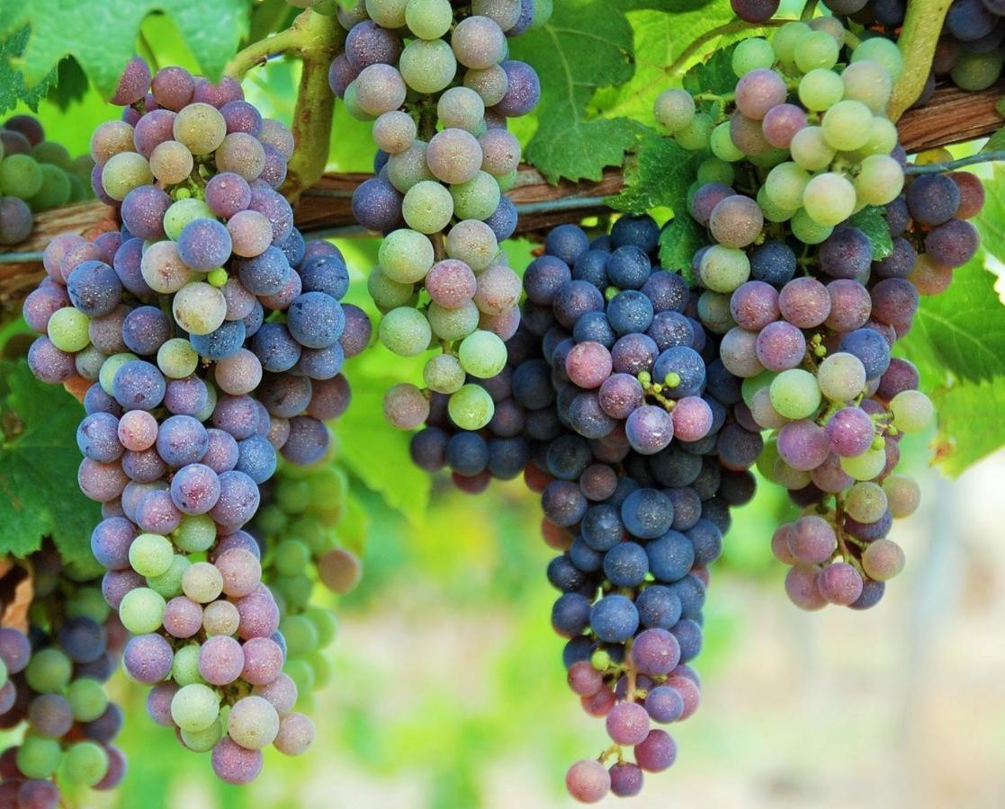 Maison Des Vignes Le Fleix 외부 사진